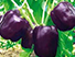 Pimentão Roxo
