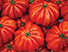 Tomate Caqui
